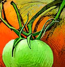 Tomatoes, digital scratchboard drawing, created in Adobe Photoshop