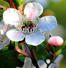 Photo of cherry blossoms.