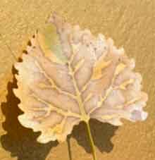 Photo of yellow leaf against yellow background.