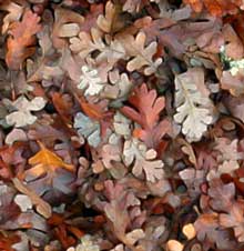 Photo of Indian grinding rock covered with leaves, browns, tans, oranges, Amador County Park