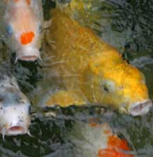 Photo of the koi coming to the surface of a murky pond.