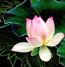 Lotus Pond, McKee Botanical Garden, Florida