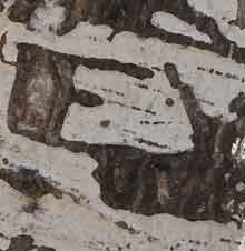 Graffiti carved into the bark of a birch tree, Tahoe, California.